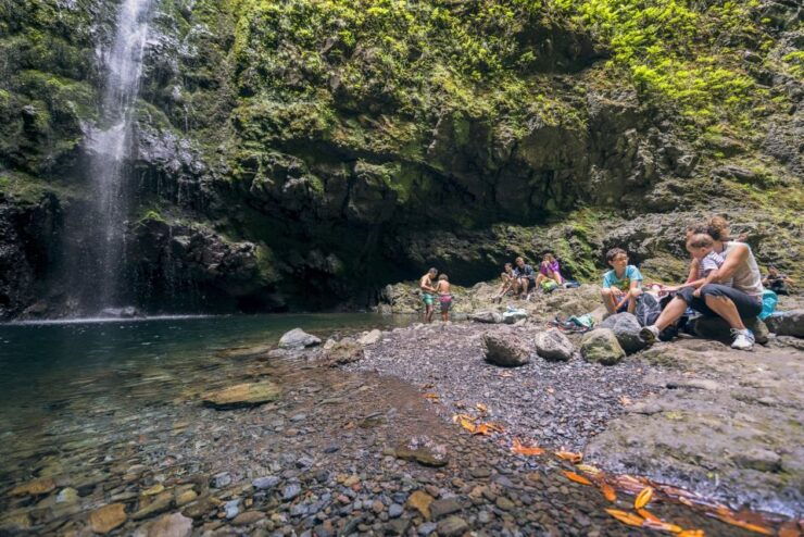 Madeira: Full-Day Laurel Forest Guided Walking Tour - Experience Highlights
