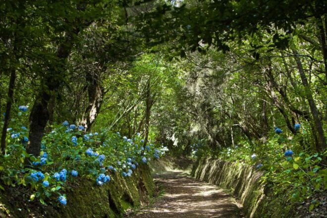 Madeira: Full-Day Laurel Forest Guided Walking Tour - Full Description of the Tour
