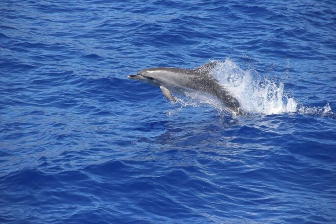 Madeira: Funchal Sunset Tour by Catamaran - Select Participants and Date