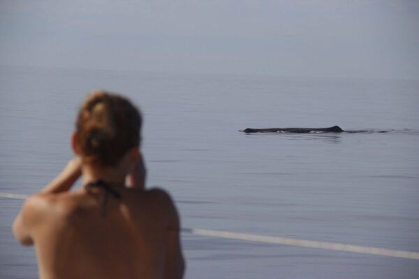 Madeira: Funchal Sunset Tour by Catamaran - Common Questions