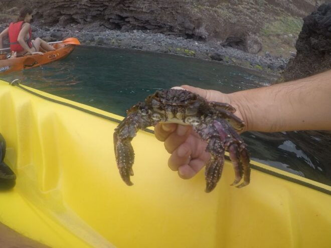 Madeira: Garajau Nature Reserve Kayak and Snorkel Tour - Participant and Date Selection