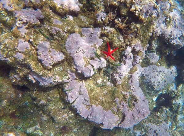 Madeira: Garajau Nature Reserve Kayak and Snorkel Tour - The Sum Up