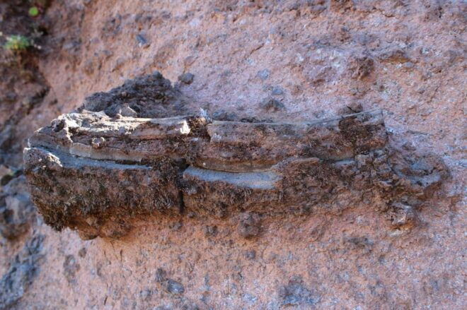 Madeira: Geology The Origins Tour - Experience Highlights