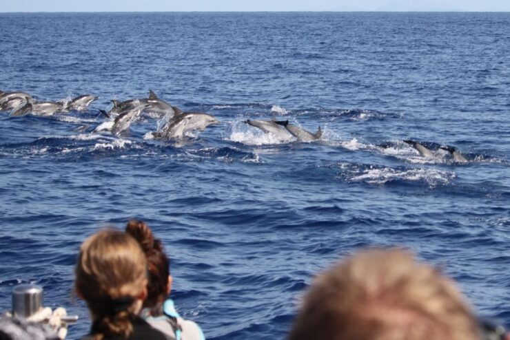 Madeira: Guaranteed Whales or Dolphins Watching Tour - Activity Details