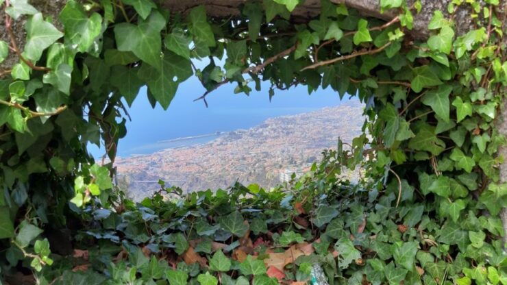 Madeira: Guided and Private Tour of Jasmine Tea House - Booking Information