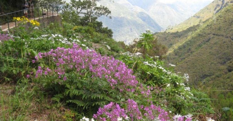 Madeira: Guided Full-Day Rabaçal Walk - Activity Details