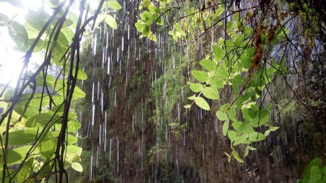 Madeira Hells River Walk - Experience Highlights