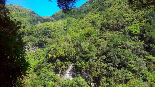 Madeira Hells River Walk - Naturalist Guides Insights