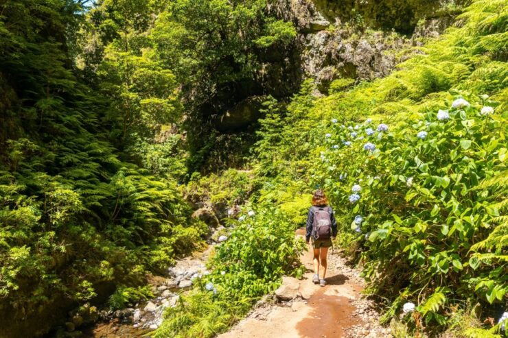 Madeira: Jungle Fever Levada Caldeirao Verde Hike Santana - Tour Details