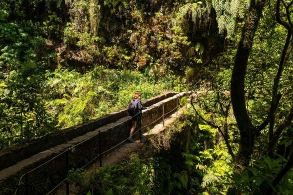 Madeira: Jungle Fever Levada Caldeirao Verde Hike Santana - The Sum Up