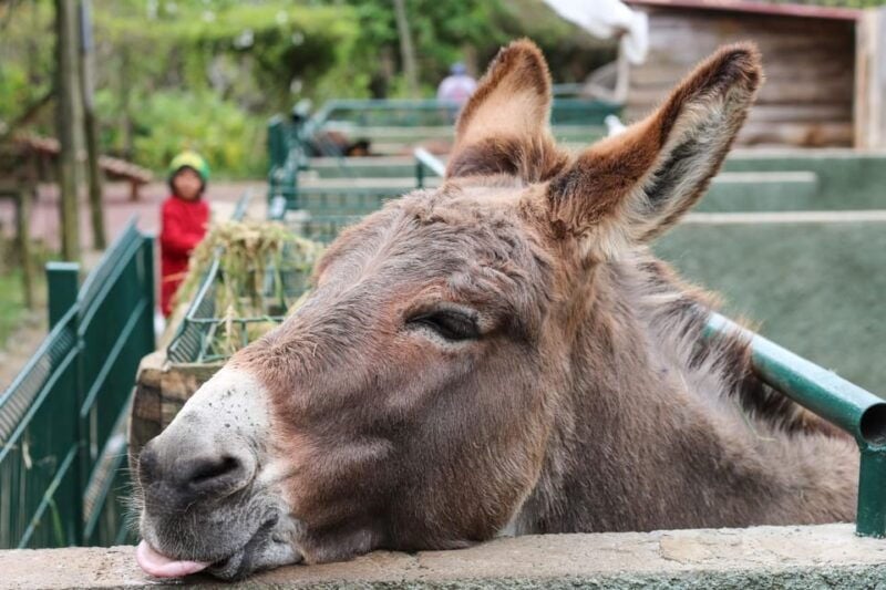Madeira: Late Southwest Tour with Beach Time - Cultural and Artisan Experiences