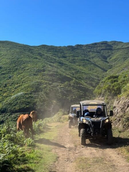 Madeira: Laurissilva Buggy Adventure - Frequently Asked Questions