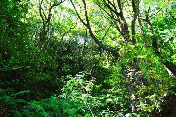 Madeira Laurissilva Rainforest Walk - Booking and Cancellation Details