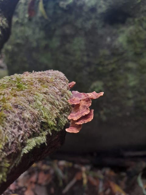 Madeira Laurissilva Rainforest Walk - Highlights of the Experience