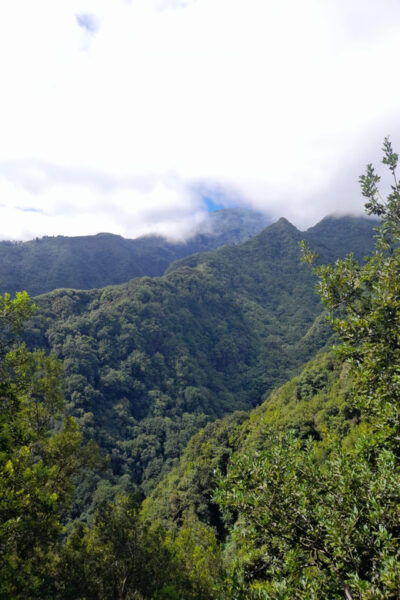 Madeira Laurissilva Rainforest Walk - Encountering Unique Species