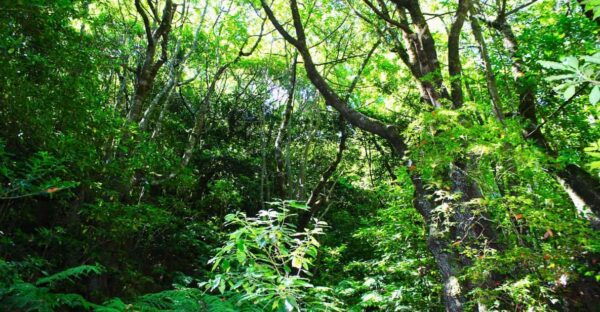 Madeira Laurissilva Rainforest Walk - Frequently Asked Questions