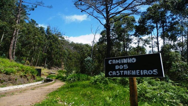 Madeira: Levada Calheta to Prazeres Private Walking Tour - Good To Know