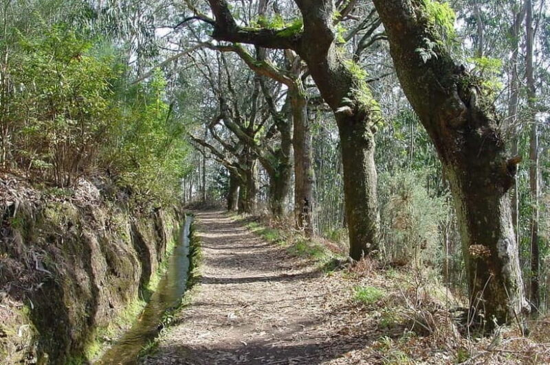 Madeira: Levada Paradise Valley Scenic Walk - Good To Know