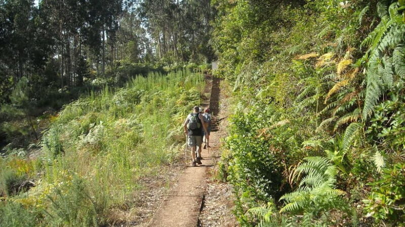 Madeira: Levada Referta Castelejo Guided Walk - Introduction