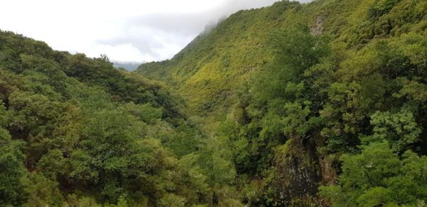 Madeira: Mountain Walk With Lagoon and Waterfalls - Admiring the Island Scenery on the Return Journey