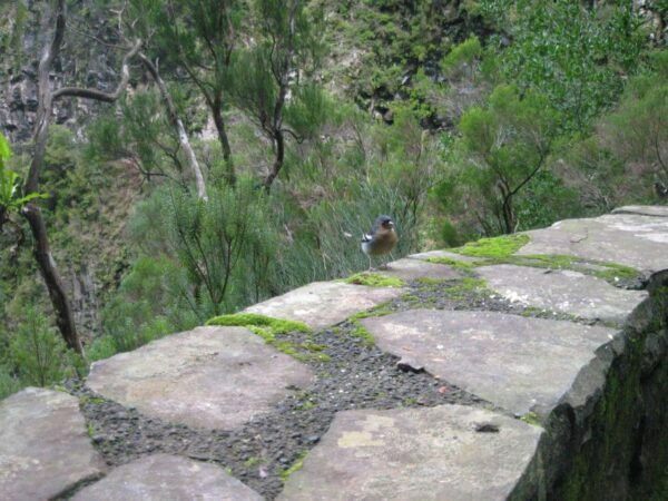 Madeira: Mountain Walk With Lagoon and Waterfalls - The Sum Up