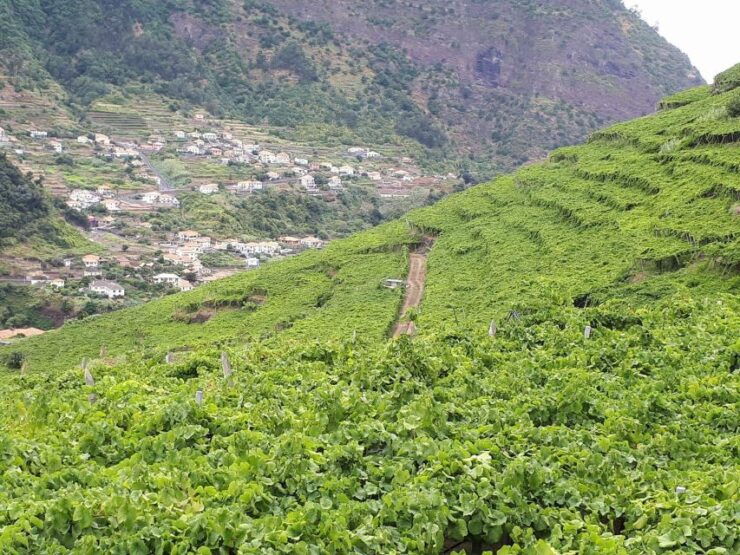 Madeira: Nature & Wine 4x4 Tour From Funchal or Caniço - Vineyard Tour and Wine Tasting