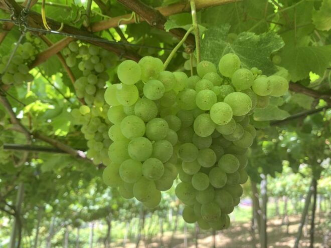Madeira: Nature & Wine 4x4 Tour From Funchal or Caniço - Off-Road Adventure With Stunning Views