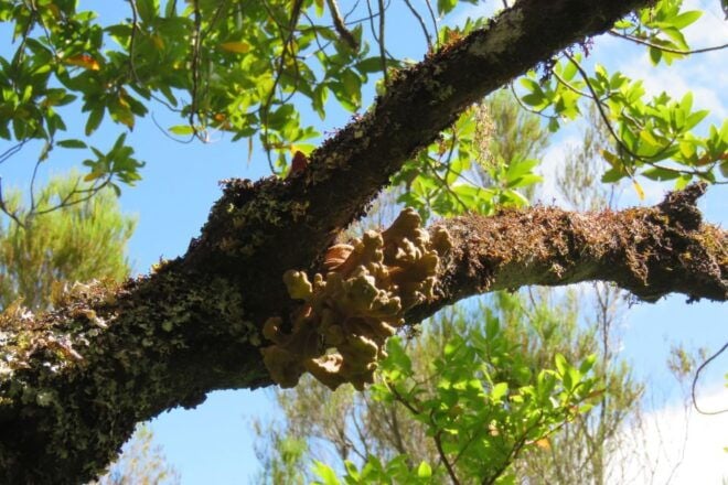 Madeira: Northwest Full-Day 4x4 Tour - Inclusions
