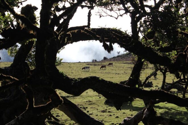 Madeira Plateau Walks - Tour Highlights