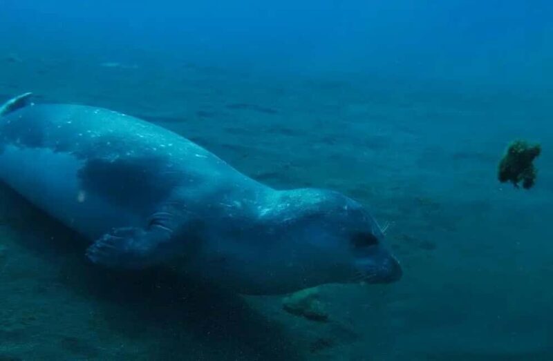 Madeira: Ponta de São Lourenço Shore Dive (certified divers) - Introduction: A Fresh Perspective on Madeira’s Underwater Beauty