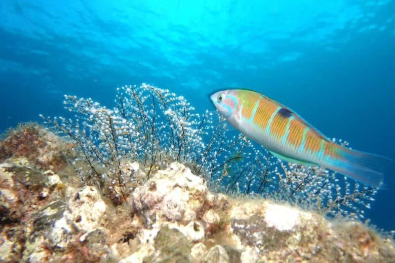 Madeira: Ponta de São Lourenço Shore Dive (certified divers) - Good To Know