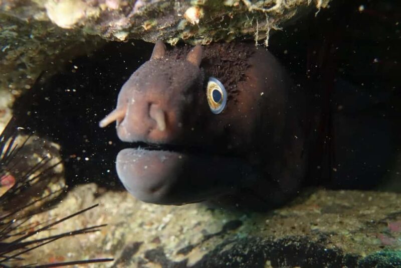 Madeira: Ponta de São Lourenço Shore Dive (certified divers) - The Experience: What Makes It Special