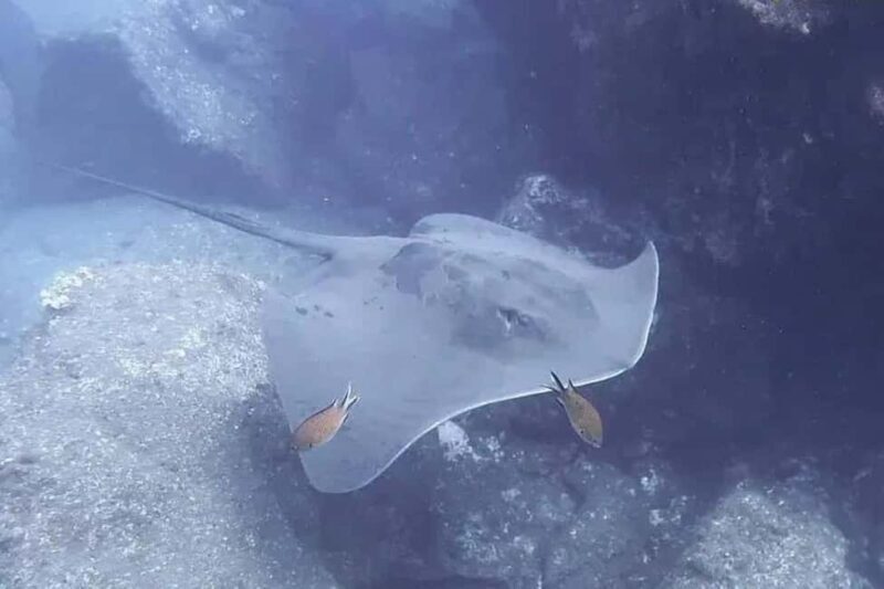 Madeira: Ponta de São Lourenço Shore Dive (certified divers) - Final Thoughts: Who Will Love This Experience?