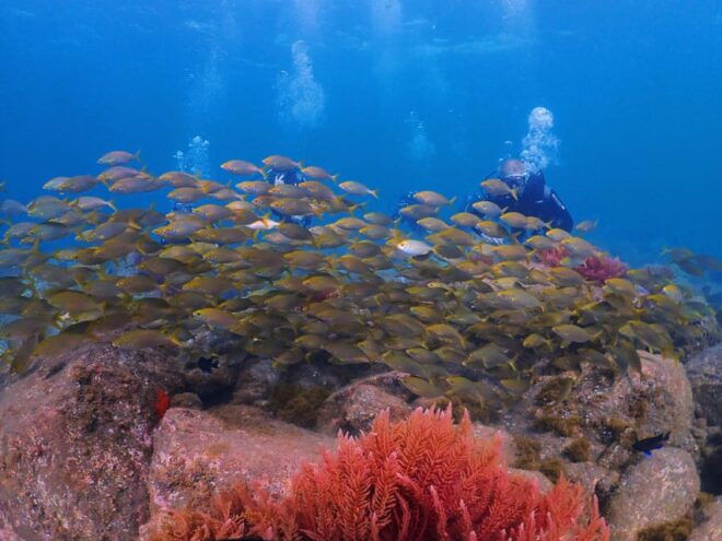 Madeira, Ponta São Lourenço: Scuba Diving for Beginners - Requirements and Restrictions
