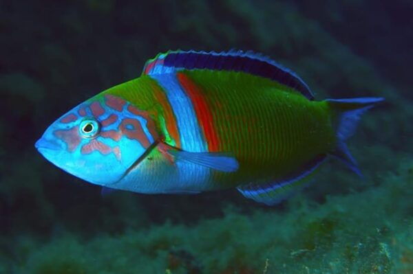 Madeira, Ponta São Lourenço: Scuba Diving for Beginners - Diving Equipment Provided