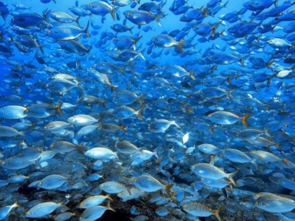 Madeira, Ponta São Lourenço: Scuba Diving for Beginners - Safety and Health Considerations