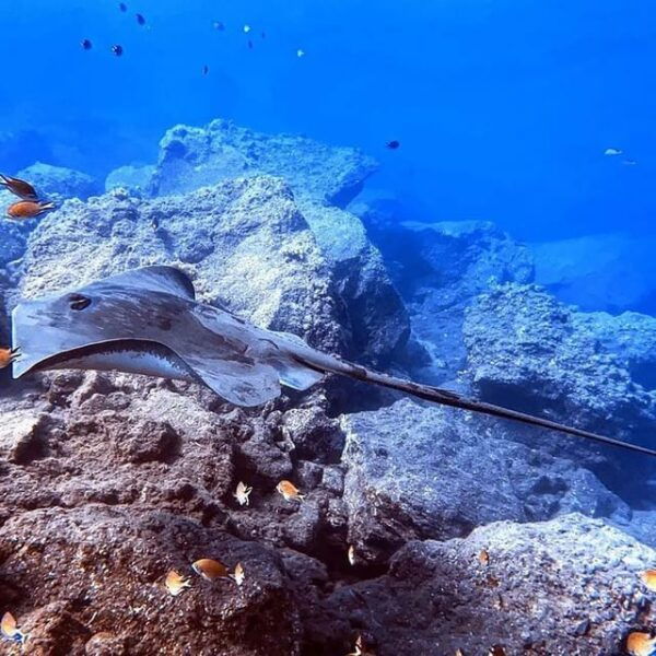 Madeira, Ponta São Lourenço: Scuba Diving for Beginners - Getting to the Diving Center