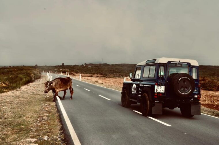 Madeira: Porto Moniz: Wild West Tour: In 4*4 car: Duration 7.5h - Authentic Experiences and Reviewer Insights