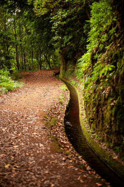 Madeira: PR 18 - Levada do Rei Hike Transfer - The Experience of the Self-Guided Hike