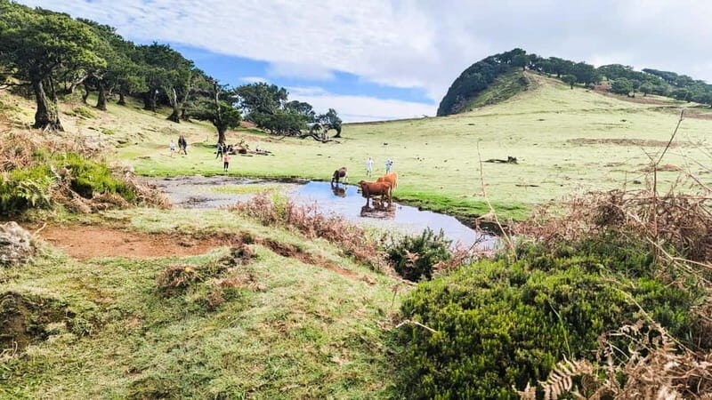 Madeira: Private 4x4 Nature Tour with Guide - Who Will Love This Tour?