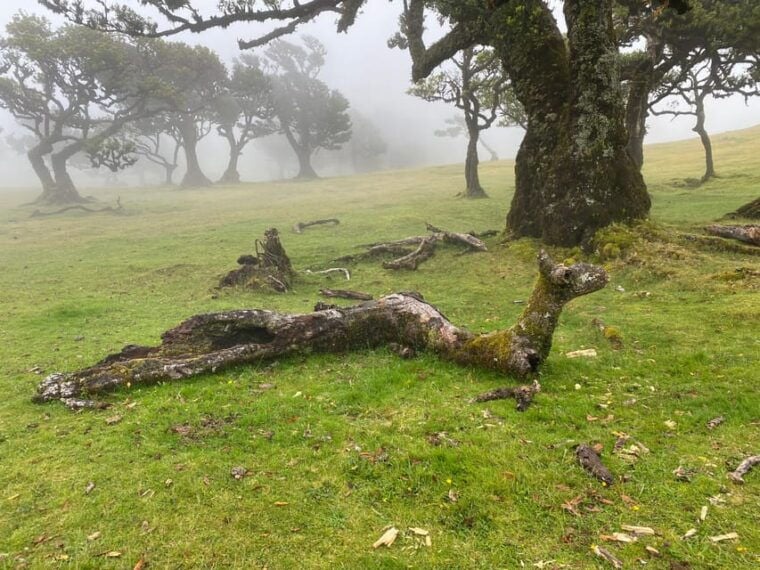 Madeira private 4x4 tour: North-West Coast - What to Expect on the Day