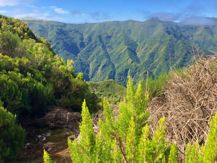 Madeira: Private Guided Vereda Do Fanal Walk PR13 - Activity Details