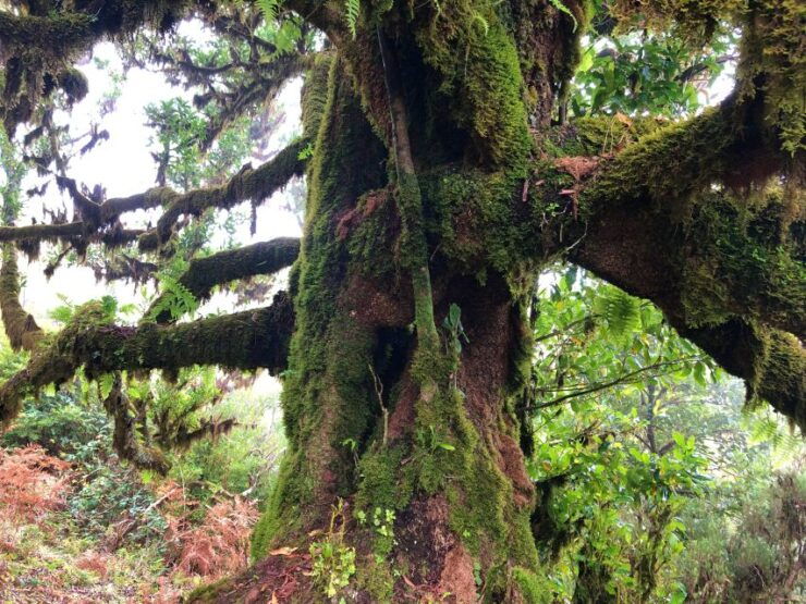 Madeira: Private Guided Vereda Do Fanal Walk PR13 - Experience Highlights