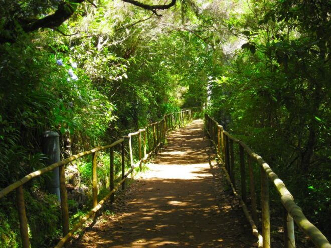 Madeira: Queimadas, Caldeirão Verde and Levada Walk - Review of the Guided Tour and Transportation Services