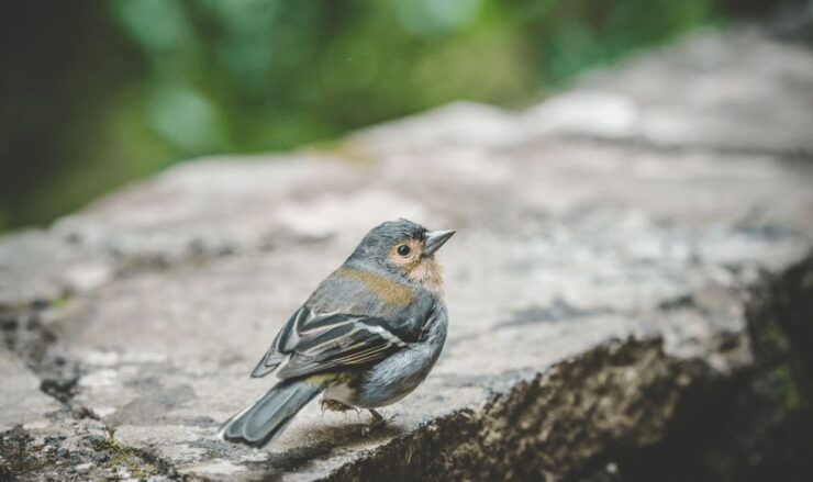 Madeira: Rabaçal Valley and the 25 Fountains Hike. - Booking and Cancellation