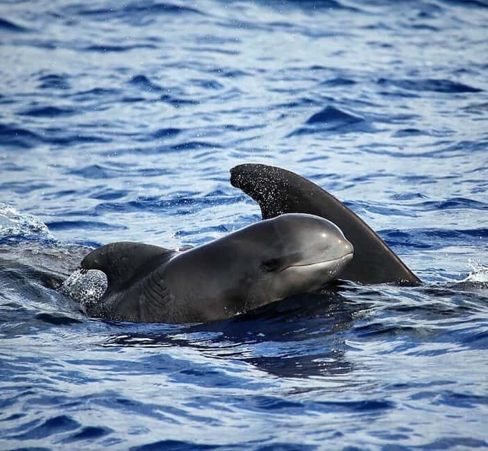 Madeira: Responsible Whales and/or Dolphins Watching Tour - Good To Know