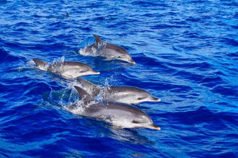 Madeira: Responsible Whales and/or Dolphins Watching Tour - Why Choose the Responsible Whale and Dolphin Watching Tour?
