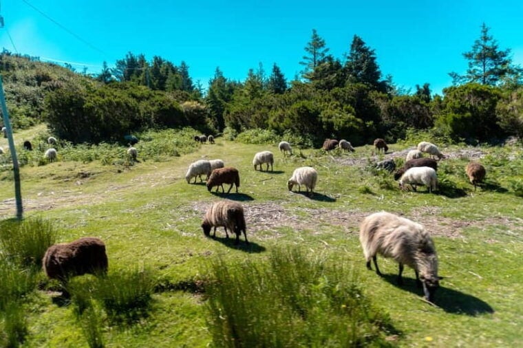 Madeira: Santana Jeep Safari and Balções Levada Walk - Practical Details: What to Expect and Tips