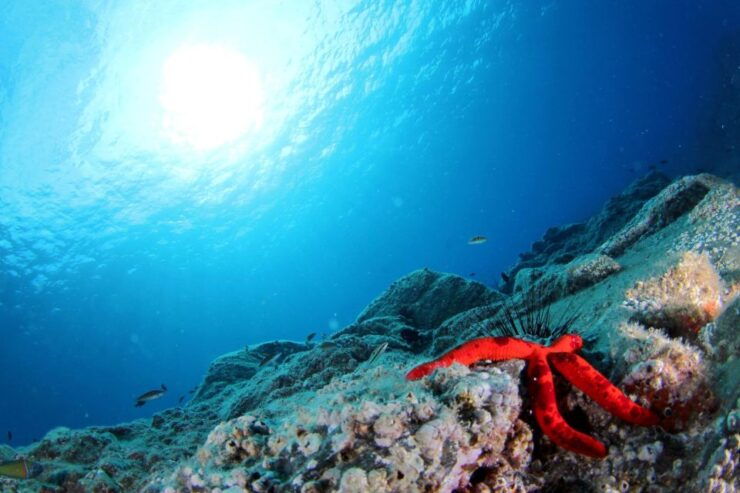 Madeira: Snorkeling Trip Marine Reserve of Garajau - Free Cancellation and Flexible Payment