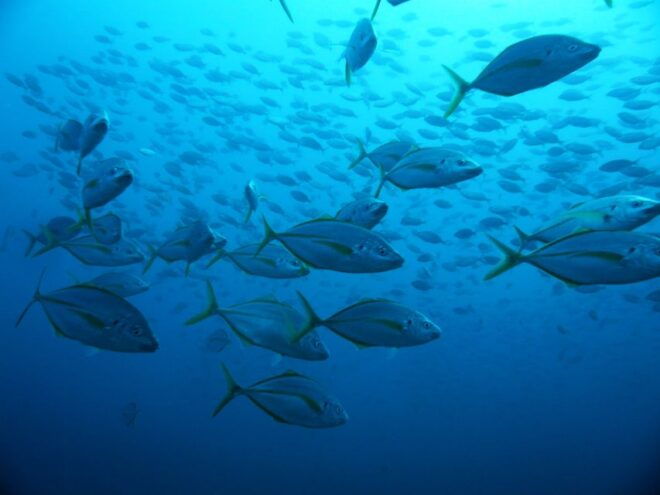 Madeira: Snorkeling Trip Marine Reserve of Garajau - Experience Highlights